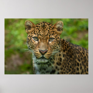 Jaguar's Intensity Poster