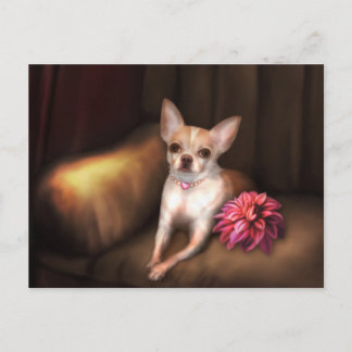 Jaguarwoman's "Chihuahua Portrait I" Postcard