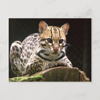 Jaguatirica Postcard