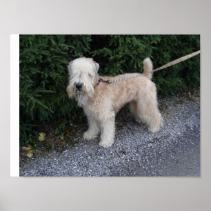 Jake at the Biltmore Poster