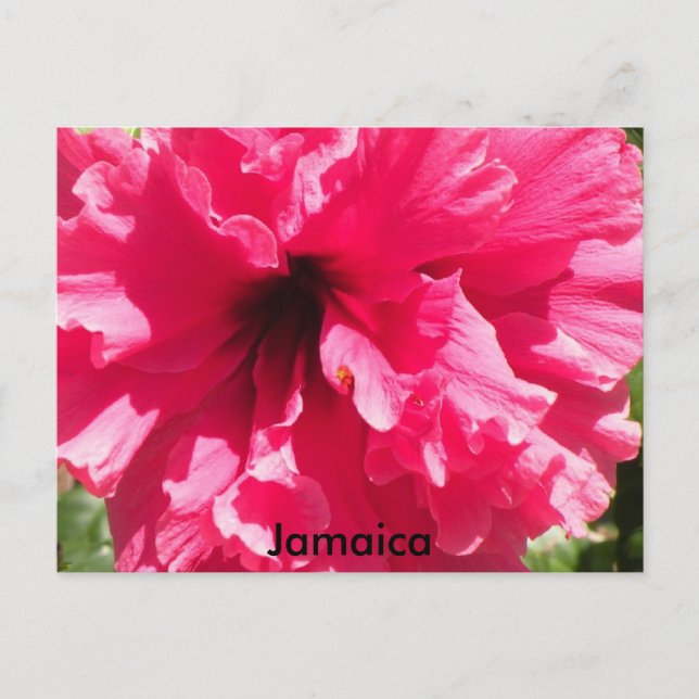 Jamaica Hibiscus Postcard (Front)