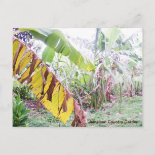 Jamaican Country Garden Postcard