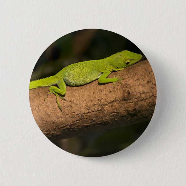 Jamaican giant anole 6 cm round badge (Front)