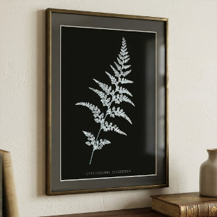 Jamaican Goldback Fern, Gymnogramma Sulphurea Photo Print