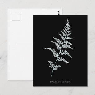 Jamaican Goldback Fern, Gymnogramma Sulphurea Postcard