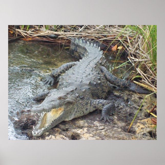 Jamaican Salt Water Crocodile Poster (Front)
