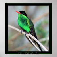 Jamaican Streamertail