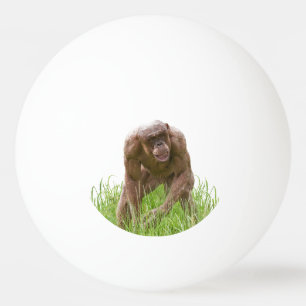 Jambo The Unique Hairless Chimp Ping Pong Ball