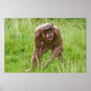 Jambo The Unique Hairless Chimp Poster