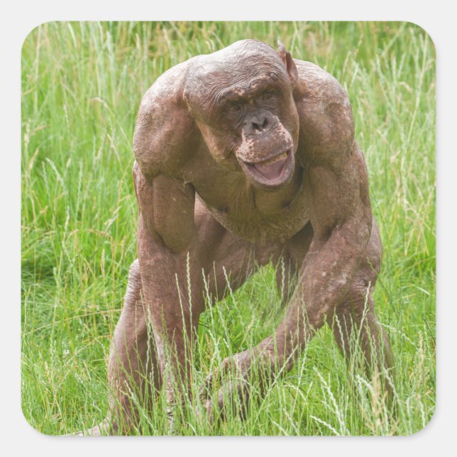 Jambo The Unique Hairless Chimp Square Sticker (Front)
