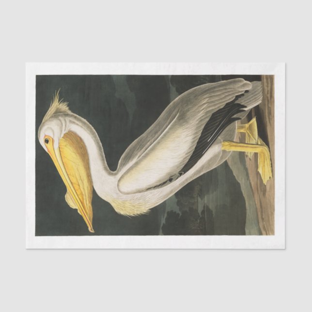 James Audubon Pelican Decoupage Tissue Nautical  Tissue Paper (Front)