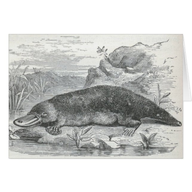 James Johonnot - Ornithorhynchus - Platypus (Front Horizontal)