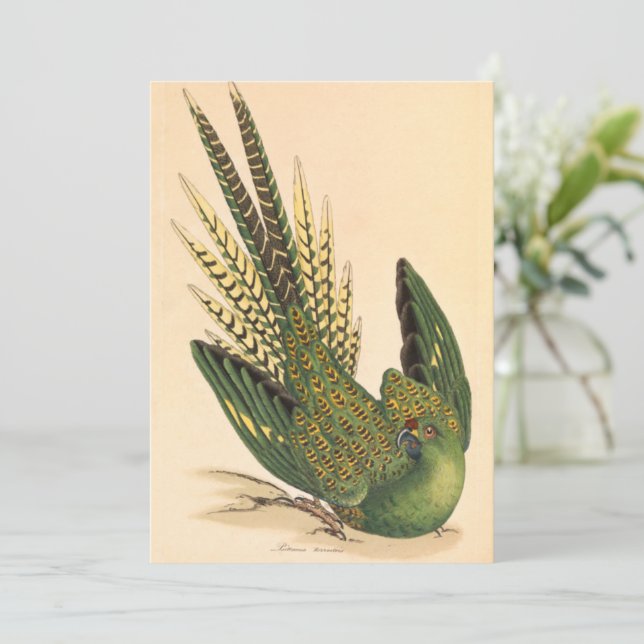 James Sowerby Ground Parrot, Psittacus terrestris  (Standing Front)