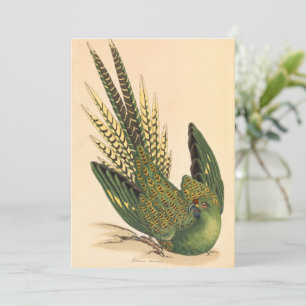 James Sowerby Ground Parrot, Psittacus terrestris