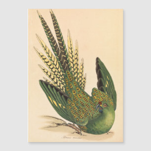 James Sowerby Ground Parrot, Psittacus terrestris 