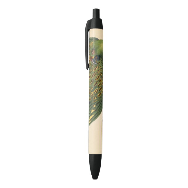 James Sowerby Ground Parrot, Psittacus terrestris  Black Ink Pen (Top (Vertical))