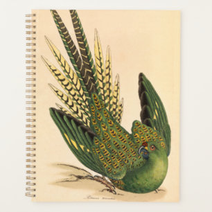 James Sowerby Ground Parrot, Psittacus terrestris Planner