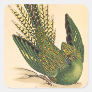 James Sowerby Ground Parrot, Psittacus terrestris  Square Sticker