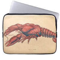 James Sowerby Serrated Lobster