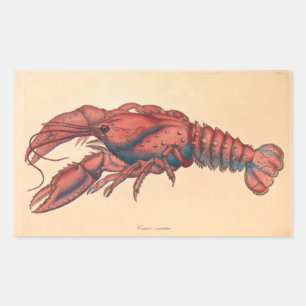 James Sowerby Serrated Lobster Rectangular Sticker