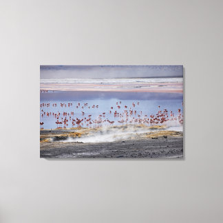 James's Flamingo, Phoenicoparrus jamesi Canvas Print