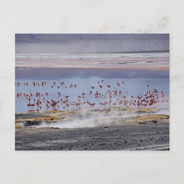 James's Flamingo, Phoenicoparrus jamesi Postcard (Front)