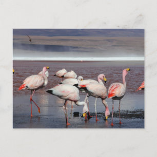 James's Flamingos Postcard