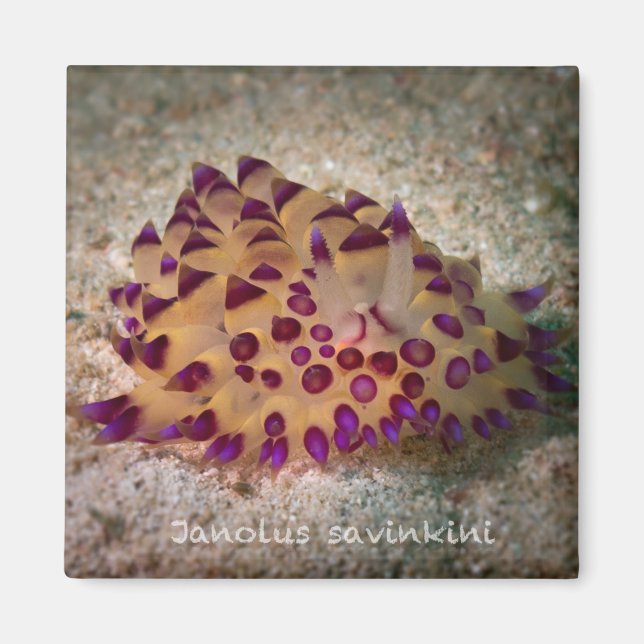 Janolus savinkini Square Magnet (Front)