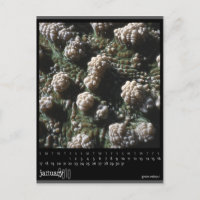 january 2010 calendar