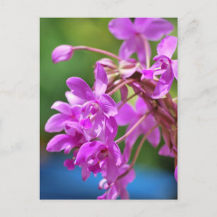 January Blossom Postcard