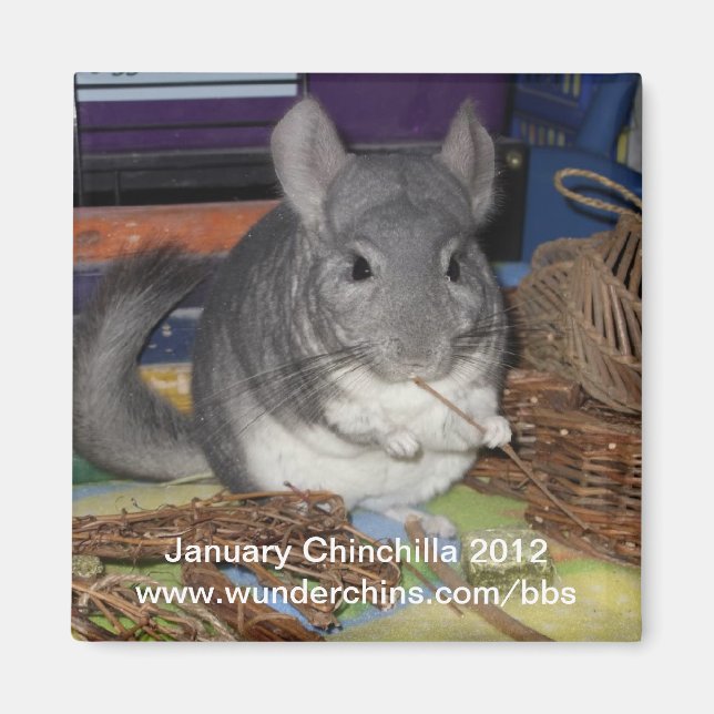 January chinchilla 2012 magnet (Front)