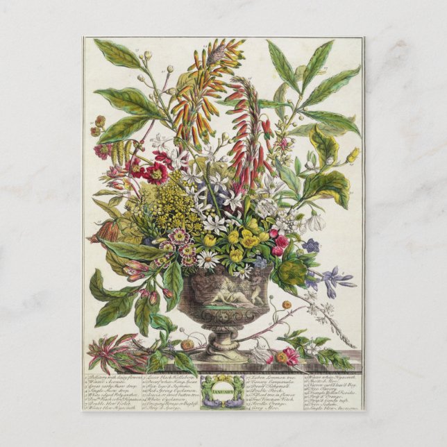 January, from `Twelve Months of Flowers' Postcard (Front)