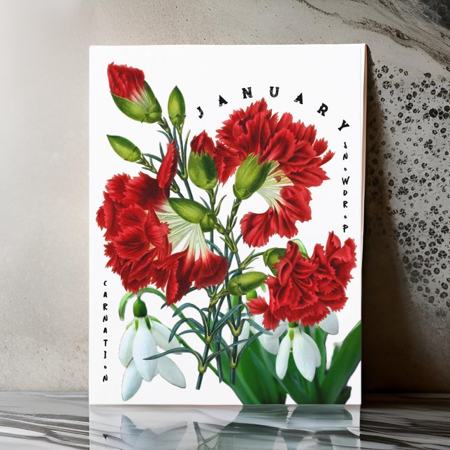 January Month Flowers Snowdrop Carnation Postcard (Creator Uploaded)