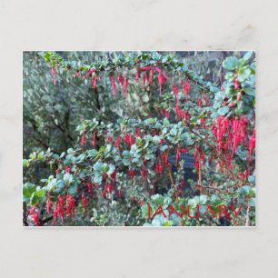 JANUARY POSTCARD