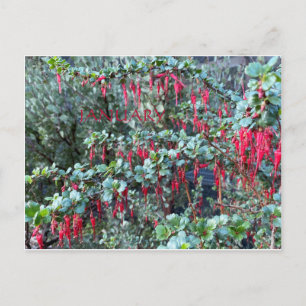 JANUARY POSTCARD