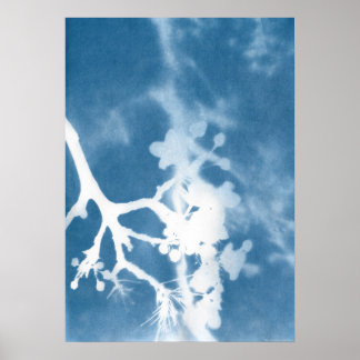 Japan Cherry Blossom Cyanotype Vintage Inspired  Poster