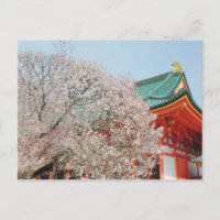 Japan, Kyoto. Cherry blossom of Shinto