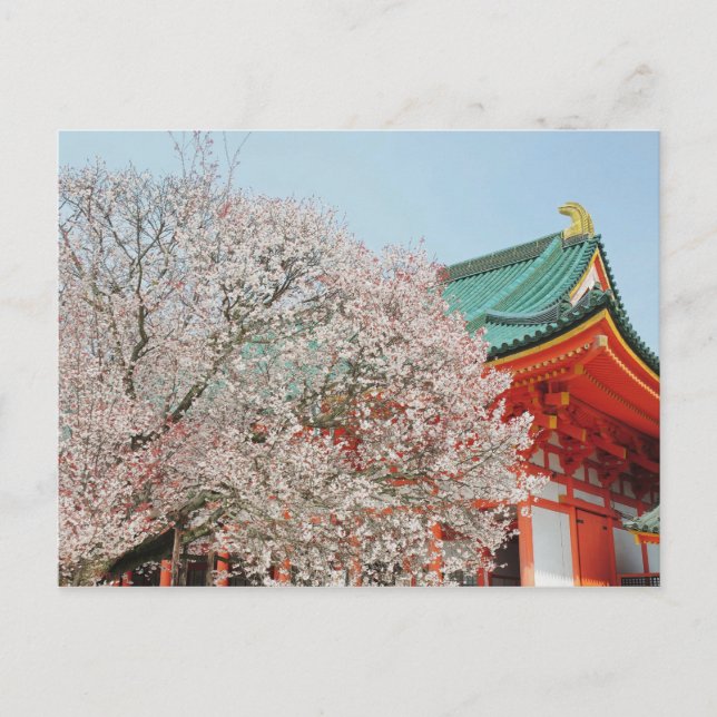 Japan, Kyoto. Cherry blossom of Shinto Postcard (Front)