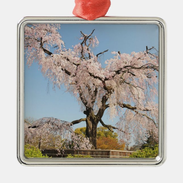 Japan, Kyoto. Weeping cherry tree under blue sky Metal Tree Decoration (Front)