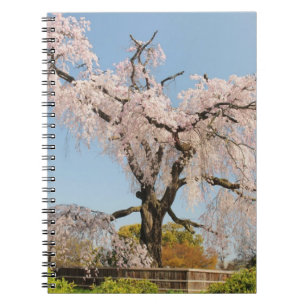 Japan, Kyoto. Weeping cherry tree under blue sky Spiral Notebook