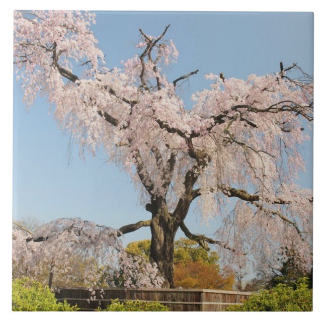 Japan, Kyoto. Weeping cherry tree under blue sky Tile (Front)