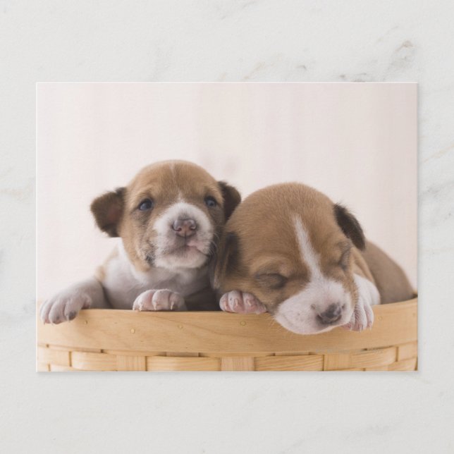 Japan Postcard (Front)