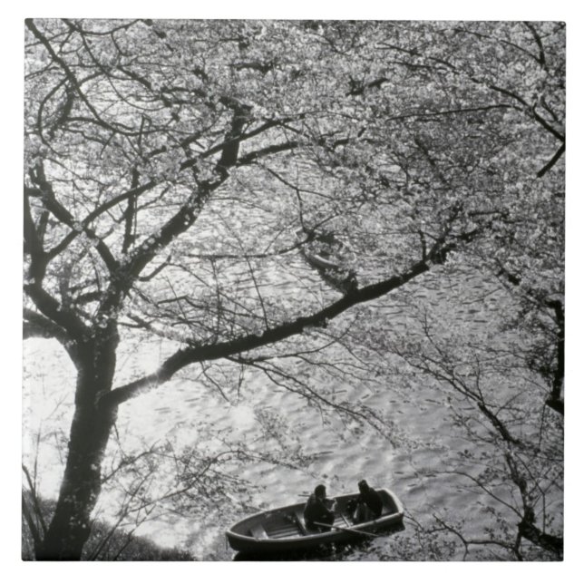 Japan, Tokyo. Cherry blossoms in the Imperial Tile (Front)