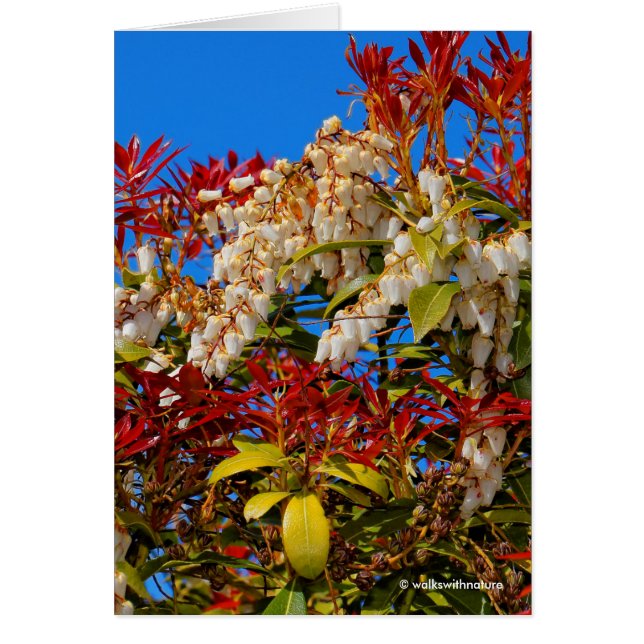 Japanese Andromeda Bonfire (Front)