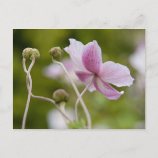 Japanese Anemone | Herbstanemone Postcard