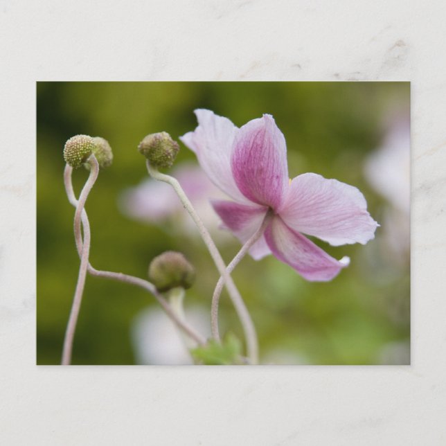 Japanese Anemone | Herbstanemone Postcard (Front)