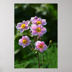Japanese anemone pink flowering in the garden, clo poster