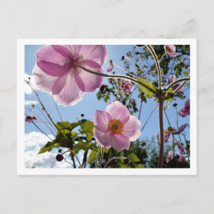 Japanese Anemone Postcard