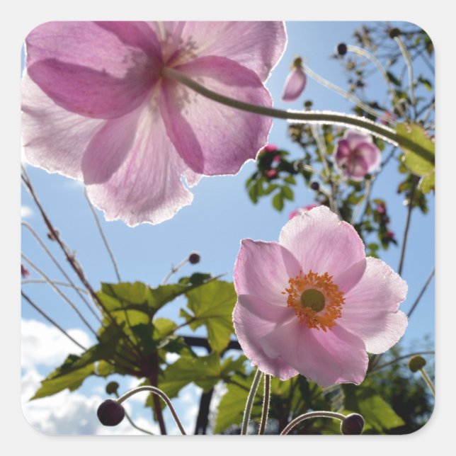 Japanese Anemone Square Sticker (Front)