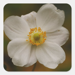 Japanese Anemone Sticker